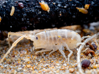 macro close up of a sea flea or sand hopper (Talitrus saltator) on the sea sand with blurred...