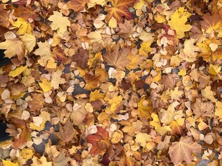 A bunch of bright orange yellow autumn maple leaves, natural background, top view, season concept