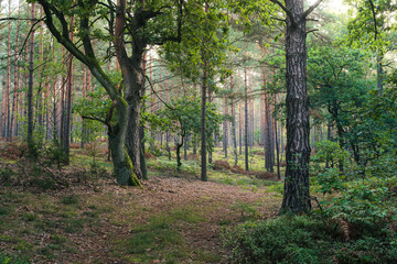 Piękne drzewa liściaste w lesie. Park narodowy na Mazowszu w Polsce. początek polskiej jesieni