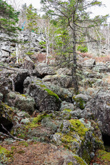 Moss. Plants in the mountains. Travel to the mountains.