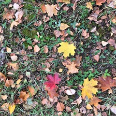 A bunch of bright orange yellow autumn maple leaves, natural background, top view, season concept