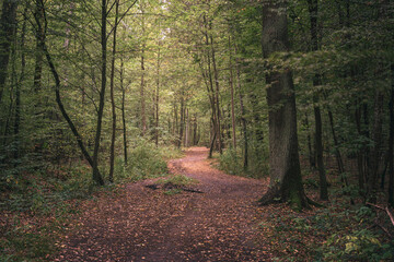 Droga pokryta liśćmi w jesiennym lesie na Mazowszu w Polsce 