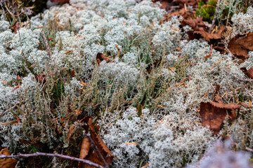 Moss. Plants in the mountains. Travel to the mountains.