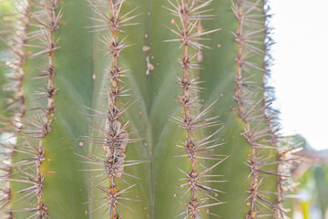 macro detail of a cactus
