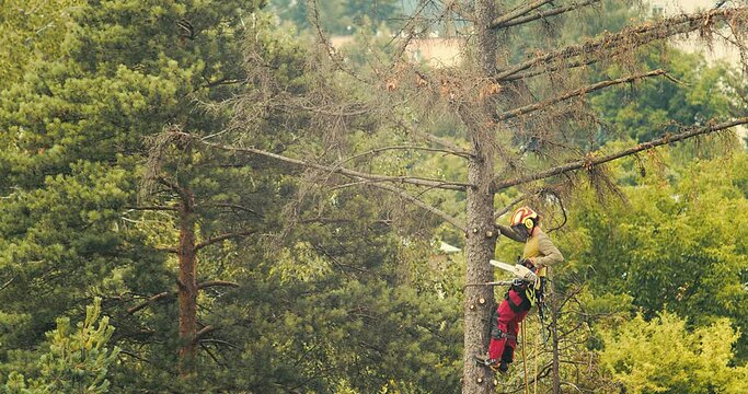 A worker cuts down a tree, a man cuts trees with electric chainsaw, Lumberjack to cut branches while cutting down the tree, wood, A man saws a sawmill with a chainsaw at a height with insurance.
