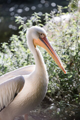 Pelican at the Munich Zoo