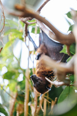 Male flying fox hanging upside down at the Munich zoo