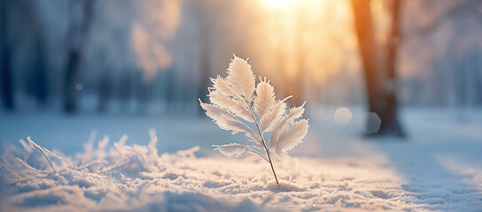 Winter season outdoors landscape, frozen plants in nature on the ground covered with ice and snow, under the morning sun - Seasonal background for Christmas wishes and greeting card - obrazy, fototapety, plakaty