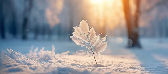 Tafelkleed Winter season outdoors landscape, frozen plants in nature on the ground covered with ice and snow, under the morning sun - Seasonal background for Christmas wishes and greeting card © mozZz