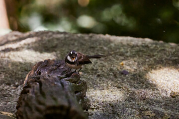 Malaysian pied fantail on ground