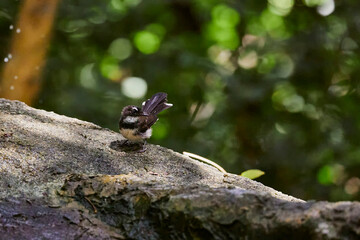 Malaysian pied fantail on ground