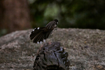 Malaysian pied fantail jumping ground