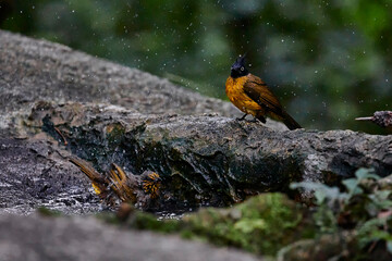Black-crested bulbul on rock in the forest and couple playing water