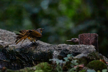 Streak-eared bulbul splashing water