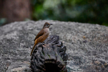 Streak-eared bulbul stand on the wood
