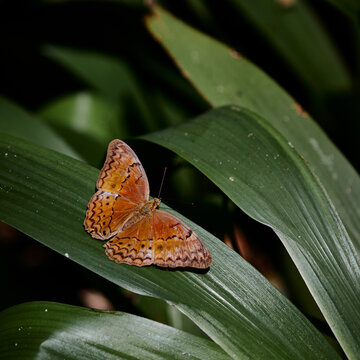 Cirrochroa Thais species butterfly in macro photography