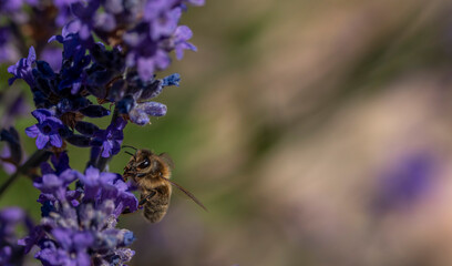 Bee on a lavender flower