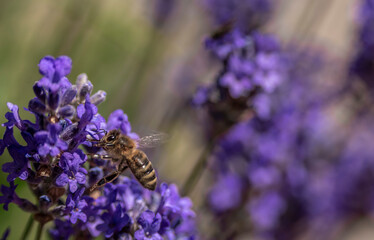 Bee on a lavender flower