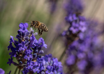 Bee on a lavender flower