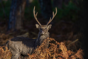 Male Sika Deer

