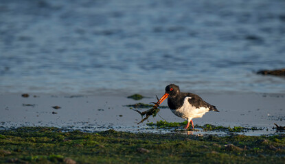 oyster catcher - Ostrygojad