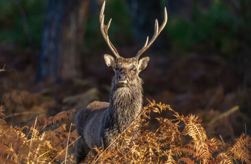 Male Sika Deer

