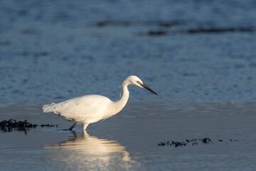 Little Egret - Czapla Nadbrzeżna