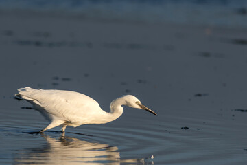 Little Egret - Czapla Nadbrzeżna