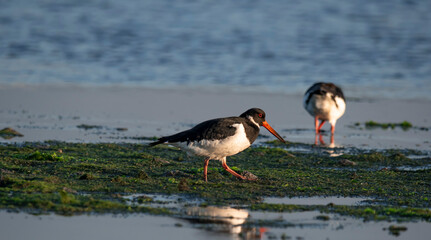 oyster catcher - Ostrygojad