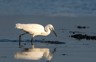 Little Egret - Czapla Nadbrzeżna