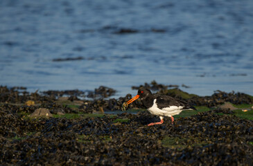 oyster catcher - Ostrygojad