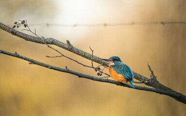 Kingfisher  - Zimorodek
