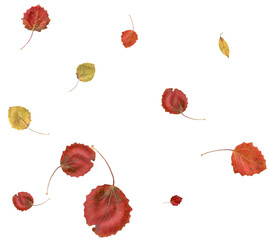 Autumn leaves in the wind.