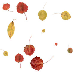 Autumn leaves in the wind.