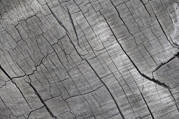 Close image, close-up of a gray cracked wood.