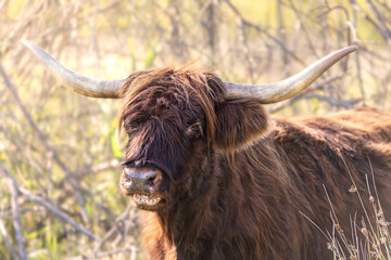 Horned Highland Cattle in the forest - 662789865