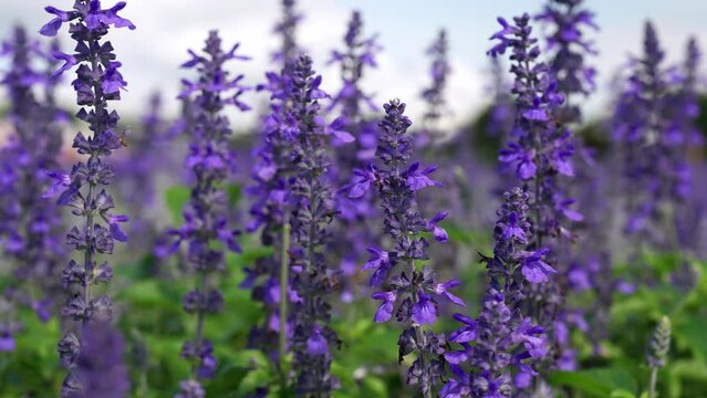 Beautiful Salvia Interspecific Big Blue field at field.