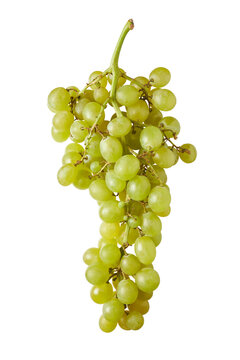 white italia grape cluster isolated