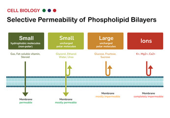 Infographic of Selective Permeability of Phospholipid Bilayers in Cell Membrane