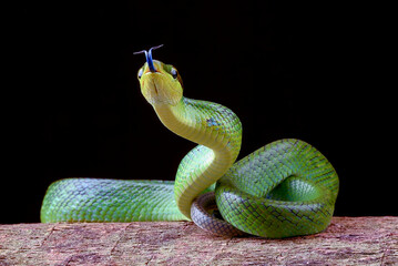 The red-tailed racer on a black background