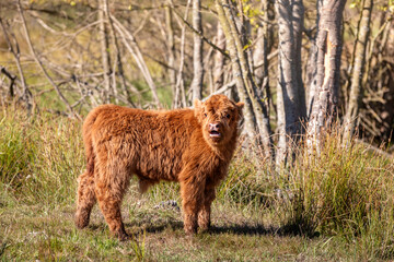 Beautiful Highland cow calves in the nature - 662790057