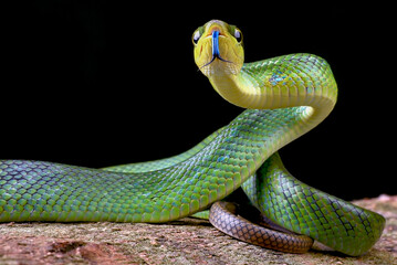 The red-tailed racer on a black background