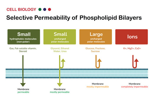 Infographic of Selective Permeability of Phospholipid Bilayers in Cell Membrane