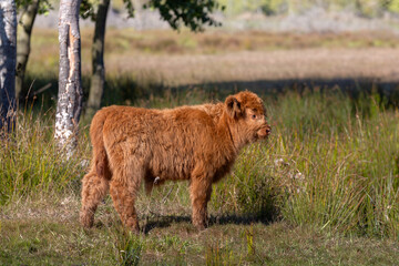 Beautiful Highland cow calves in the nature - 662790219
