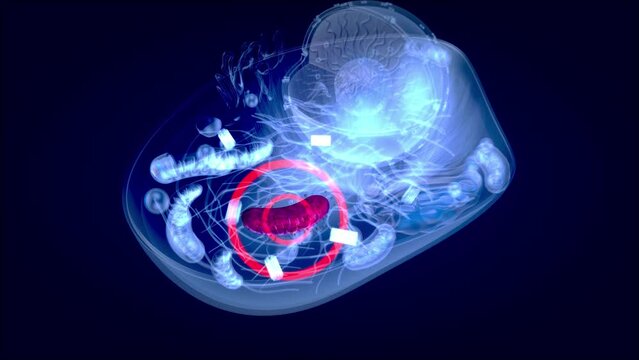 4K abstract animation of the biological cell and the mitochondria