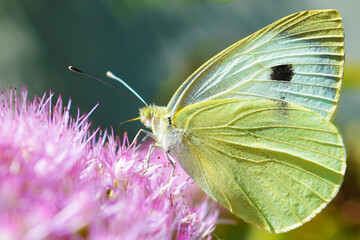 Macro butterfly  on pink flower drinks nectar, Pieris brassicae, Large cabbage white butterfly, 