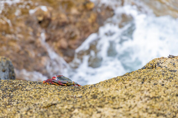 Crabs on the ocean shore, seafood delicacies of the Canary Islands