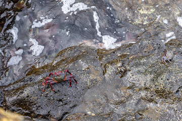 Crabs on the ocean shore, seafood delicacies of the Canary Islands