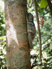 Obraz premium A Sunda or Malayan Colugo, Malayan Flying Lemur, clinging onto a tree trunk in a nature park. It is found in Southeast Asia — Indonesia, Thailand, Malaysia, and Singapore. Photographed in macritchie