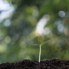 small plant sapling growing tree sprout closeup